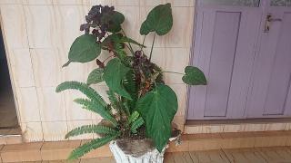 Grey Park Lodge - Gatunga - 5