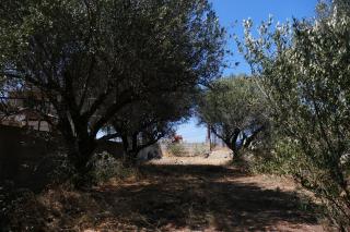 Rustic Tent Hideaway in a Secluded Olive Grove right next to the Gouves Beach - Gouves - 0