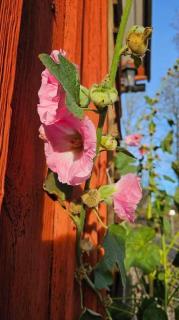 Blommastorp - Cozy cottage in the countryside - Strömsnäsbruk - 6
