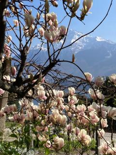 My Holidays Bei Franca - Domaso - 9