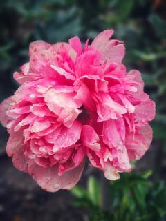 Rustic Retreat Homestay Family Suite Garden View Mountain View Room - 1