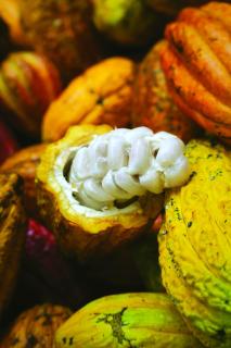 La Merecida, Nature Reserve, Coffee Cocoa Wellness - La Esmeralda - 1