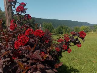 ORLIK - pokoje gościnne - Uście Gorlickie - 2
