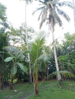 Bamboo BayBay Resort - - 2