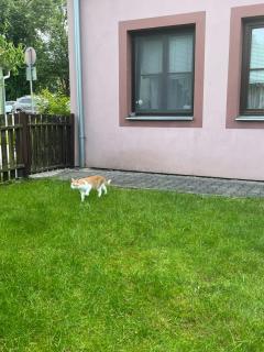 Apartmán v centru - Třeboň - 1