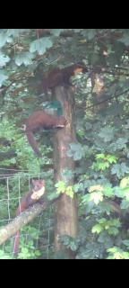 Squirrels Wood Lodge, nr Glencoe, dog friendly - Acharra - 8