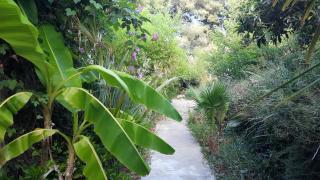 Le Cycas de la Palmeraie - Istres - 9