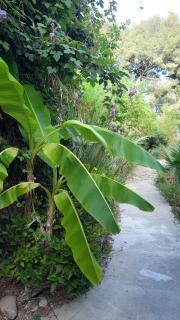 Le Cycas de la Palmeraie - 3