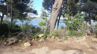 Le Cycas de la Palmeraie - 1