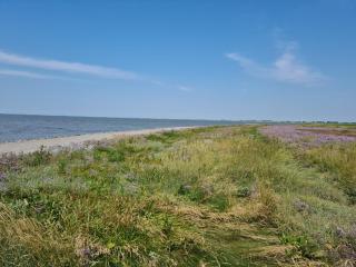 Haus WattErlebnis - Urlaub mit Hund an der Nordseeküste - Sehestedt - 8