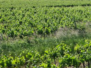 Le domaine du Moulin de Cors - La Roque-sur-Cèze - 4