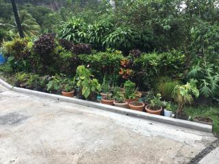 Anthurium Apartment - Roseau - 5