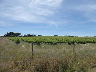 Herdade Joana Dias by PortusAlacer - Arronches - 4