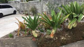 Anthurium Apartment - Roseau - 7