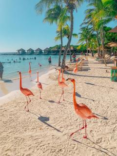 Aruba Private Studios - Oranjestad - 5