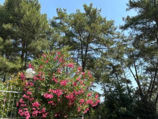 Il nido di Spina - 2