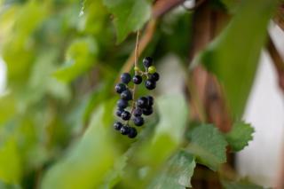 MANDALAHOF Neusiedler See - 1