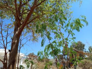 Cozy studio with a big garden - Dahab - 4