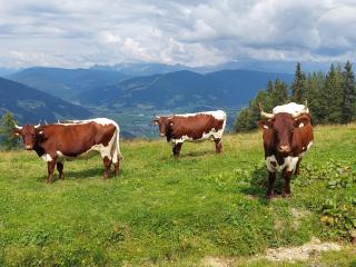 Appartments Jandlbauer - 3