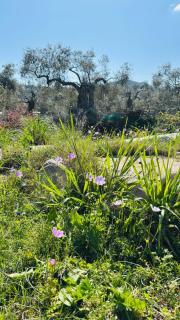 Nurit private apartment - Limenas - 0