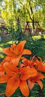 GreenField Resort - Yeghegnadzor - 4