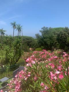 Villa bellevue sainte maxime un écrin de verdure au cœur du sémaphore piscine XXL - Sainte-Maxime - 5
