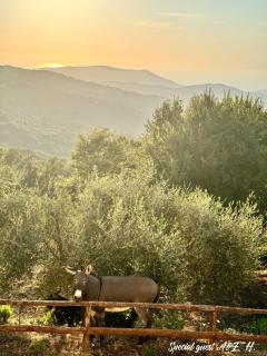 Residence Mancini - Cilento Home & Sunset - 7