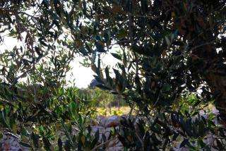 Villa Fumarola - Locorotondo - 3