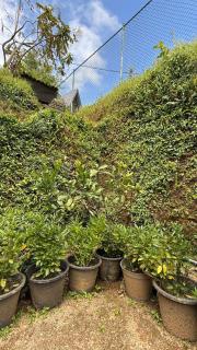 Breezy Loft - Nuwara Eliya - Nuwara Eliya - 6