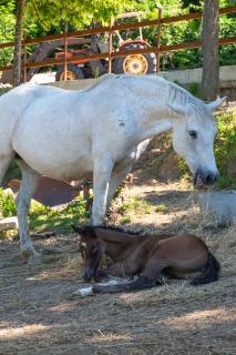 Il Ranch Country House B&B - Anagni - 7