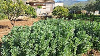 Casa Inzirillo Rappa con giardino - 2