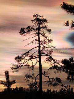Mäntyjärven Erämökki - - 3