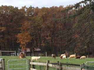 Cozy Vacation Room on a Farm Stay in Coopersburg, Pennsylvania - - 5