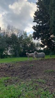 Stanza privata immersa nel verde - Molino del Piano - 7