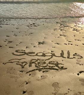 Seagulls Rest - - 0