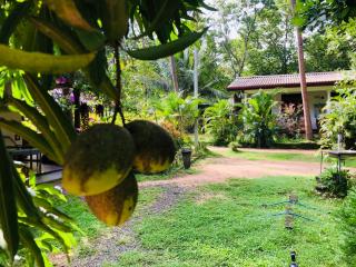 Sigiriya Mirror wall Guest house - Sigiriya - 1