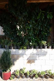 GoldenSeaView TreeHouse with Small Private Pool - 3