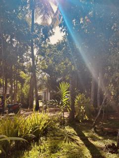 Jungle Breeze - Habaraduwa - 4