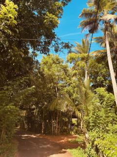 Jungle Breeze - Habaraduwa - 1