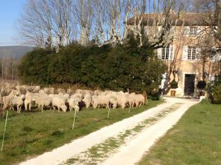 Domaine Le Clos Du Pavillon - Brignoles - 7