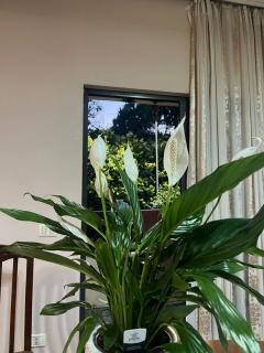 Didis Apartment - Tirana - 7