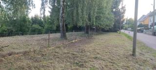 Brennessel - - 3