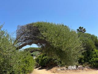 Case sul mare - Palau - 3