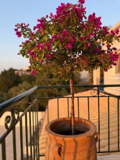 Villa Altana Corfu - Acharavi - 1