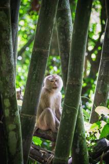 Singing Frogs Jungle Stay - 9