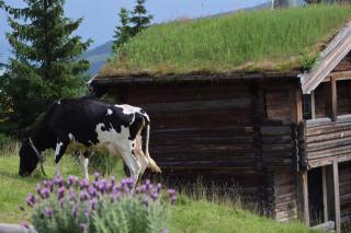 New and fresh apartement in Kvitfjell - Favang - 3