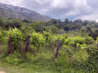 Villa Brama - - 5