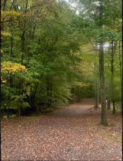 Primitive Camp Sites - Gaines - 6