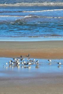 Direct Oceanfront With Balcony - Daytona Beach - 6