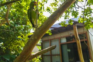 Bamboo River Lodge - Horquetas - 9